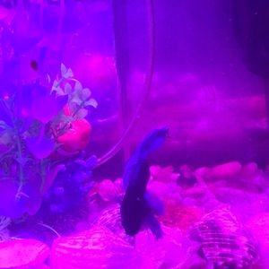 Meet your Posher, Roberta